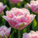Tulpe 'Perth' - 15 Stück - LumiBlumi