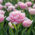 Tulpe 'Perth' - 15 Stück - LumiBlumi