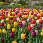 Tulpe 'Pflückgarten Mischung' - 25 Stück