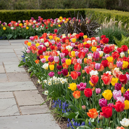 Tulpe 'Pflückgarten Mischung' - 25 Stück