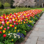 Tulpe 'Pflückgarten Mischung' - 25 Stück