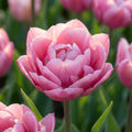 Tulpe 'Pink Cameo' - 25 Stück