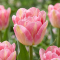 Tulpe 'Pink Delight' - 24 Stück - LumiBlumi