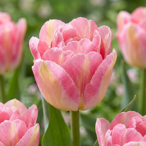 Tulpe 'Pink Delight' - 24 Stück - LumiBlumi