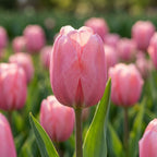 Tulpe 'Pink Impression' - 20 Stück