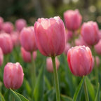 Tulpe 'Pink Impression' - 20 Stück
