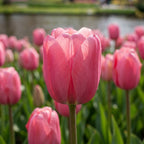 Tulpe 'Pink Impression' - 20 Stück
