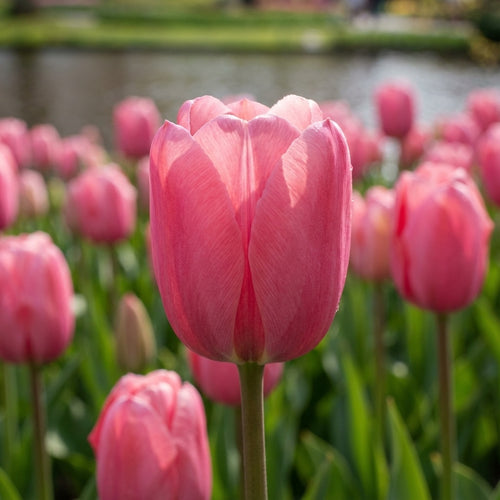 Tulpe 'Pink Impression' - 20 Stück - LumiBlumi