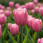 Tulpe 'Pink Impression' - 20 Stück