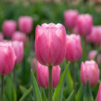 Tulpe 'Pink Pride' - 15 Stück - LumiBlumi