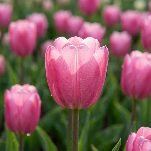 Tulpe 'Pink Pride' - 15 Stück - LumiBlumi