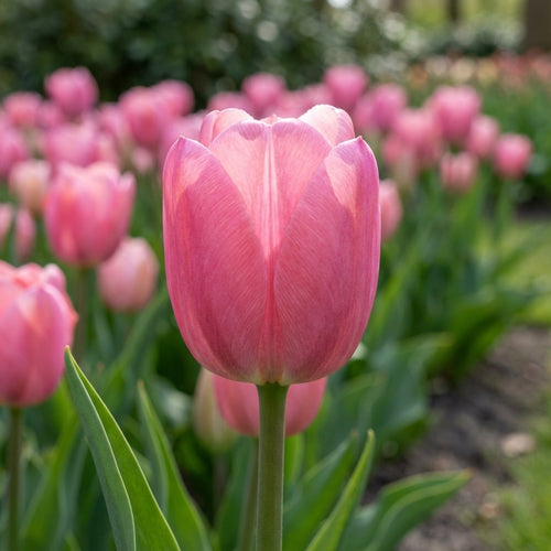 Tulpe 'Pink Pride' - 15 Stück - LumiBlumi