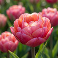 Tulpe 'Pink Size' - 12 Stück