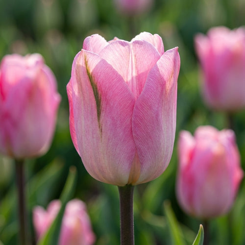 Tulpe 'Pink Sound' - 25 Stück - LumiBlumi