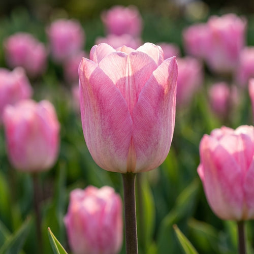 Tulpe 'Pink Sound' - 25 Stück - LumiBlumi
