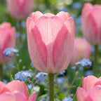 Tulpe 'Pink Sound' - 25 Stück - LumiBlumi