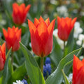 Tulpe 'Praestans Zwanenburg Var.' - 100 Stück - LumiBlumi