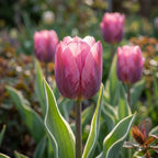Tulpe 'Pretty Princess' - 15 Stück - LumiBlumi