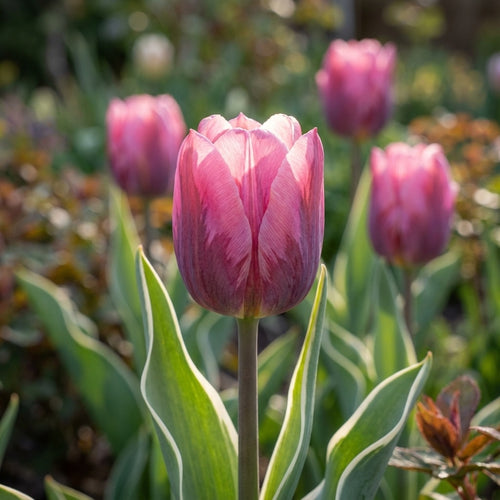 Tulpe 'Pretty Princess' - 15 Stück - LumiBlumi