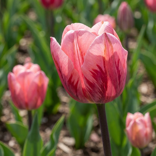 Tulpe 'Pretty Princess' - 15 Stück - LumiBlumi