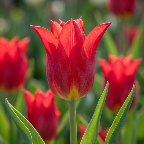 Tulipa 'Pretty Woman' - Tulpe - LumiBlumi