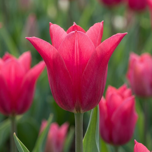 Tulipa 'Pretty Woman' - Tulpe - LumiBlumi
