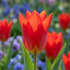 Tulpe 'Princeps' - 25 Stück