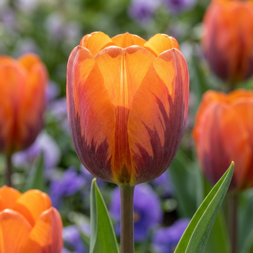 Tulpe 'Prinses Irene' - 15 Stück - LumiBlumi