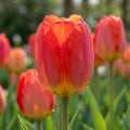 Tulpe 'Prins Claus' - 25 Stück