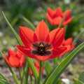 Tulpe 'Lizzy' - 100 Stück - LumiBlumi