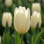 Tulpe 'Purissima' - 20 Stück - LumiBlumi