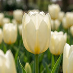 Tulpe 'Purissima' - 20 Stück - LumiBlumi