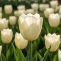 Tulpe 'Purissima' - 20 Stück - LumiBlumi