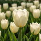 Tulpe 'Purissima' - 20 Stück - LumiBlumi