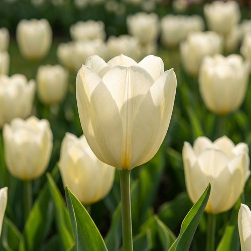 Tulpe 'Purissima' - 20 Stück - LumiBlumi