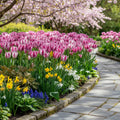 Tulpe 'Purple Circus' - 24 Stück