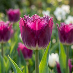 Tulpe 'Purple Crystal' - 25 Stück - LumiBlumi