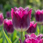 Tulpe 'Purple Crystal' - 25 Stück - LumiBlumi