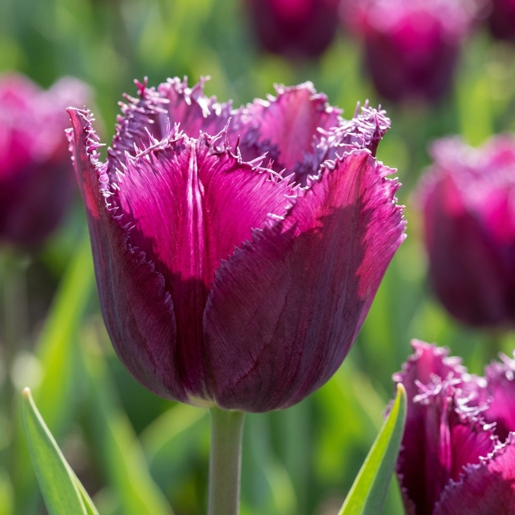 Tulpe 'Purple Crystal' - 25 Stück - LumiBlumi