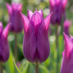 Tulpe 'Purple Dream' - 20 Stück - LumiBlumi