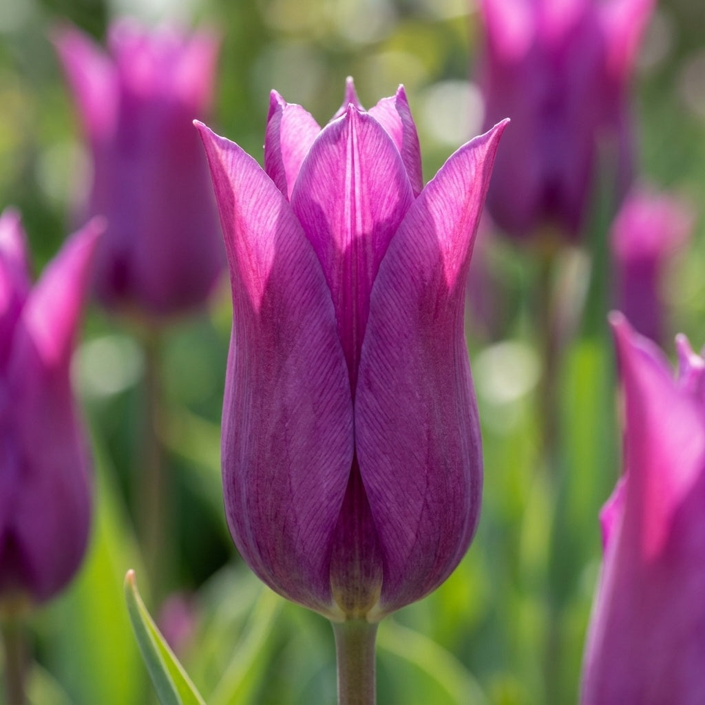 Tulpe 'Purple Dream' - 20 Stück - LumiBlumi