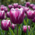 Tulipa 'Purple Elegance' - Tulpe