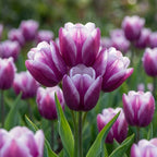 Tulipa 'Purple Elegance' - Tulpe