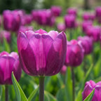 Tulpe 'Purple Flag' - 25 Stück - LumiBlumi