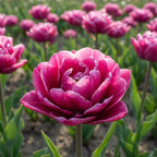 Tulpe 'Purple Power' - 20 Stück