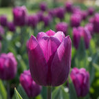 Tulpe 'Purple Prince' - 25 Stück - LumiBlumi