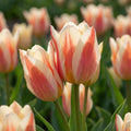 Tulpe 'Quebec' - 25 Stück - LumiBlumi