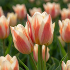 Tulpe 'Quebec' - 25 Stück - LumiBlumi