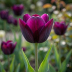 Tulpe 'Queen Of Night' - 20 Stück - LumiBlumi