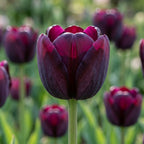 Tulpe 'Queen Of Night' - 20 Stück - LumiBlumi